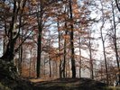 Krásný bukový les na Slovensku před Papajským sedlem