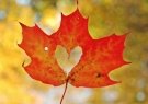 love-heart-maple-leaf-wallpaper-900x600.jpg